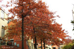 Mennistenhoek